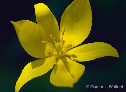 Yellow Tulip Closeup_48526.jpg - Photographed in Ottawa, Ontario - the Capital of Canada.